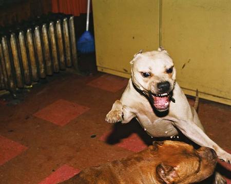 nayda ..... pit